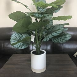 Faux Variegated Plant 