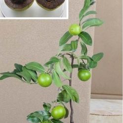 Chocolate Sapote Grafted Trees In 3gal Sapote Negro Chocolate Injertados 3gal 