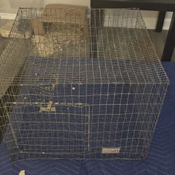 Egg Laying Starter Kit Including Cage, Bedding, And Feed