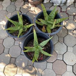 Aloe Vera /Sabila 