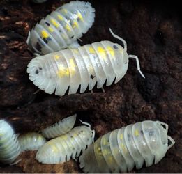 Magic Potions Isopods