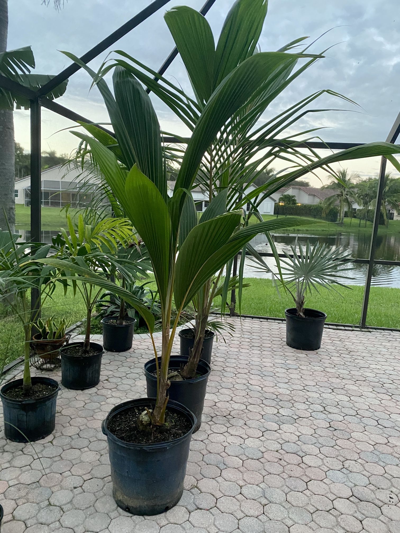 Dwarf Malayan Coconut Palm Trees