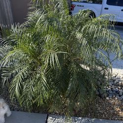 Sago Palm 
