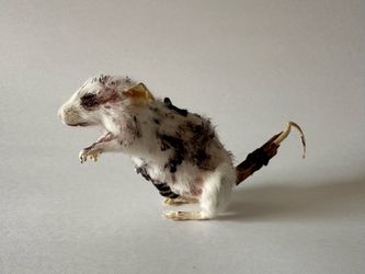 Frankenmouse Prop