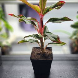 Plant - Aglaonema 