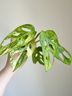 Monstera Adansonii Aurea Variegated Plant
