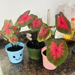 Caladium Hot Flash Live Plants Houseplant 4” Pot Indoor Garden Tropical Home Decor - 10 each