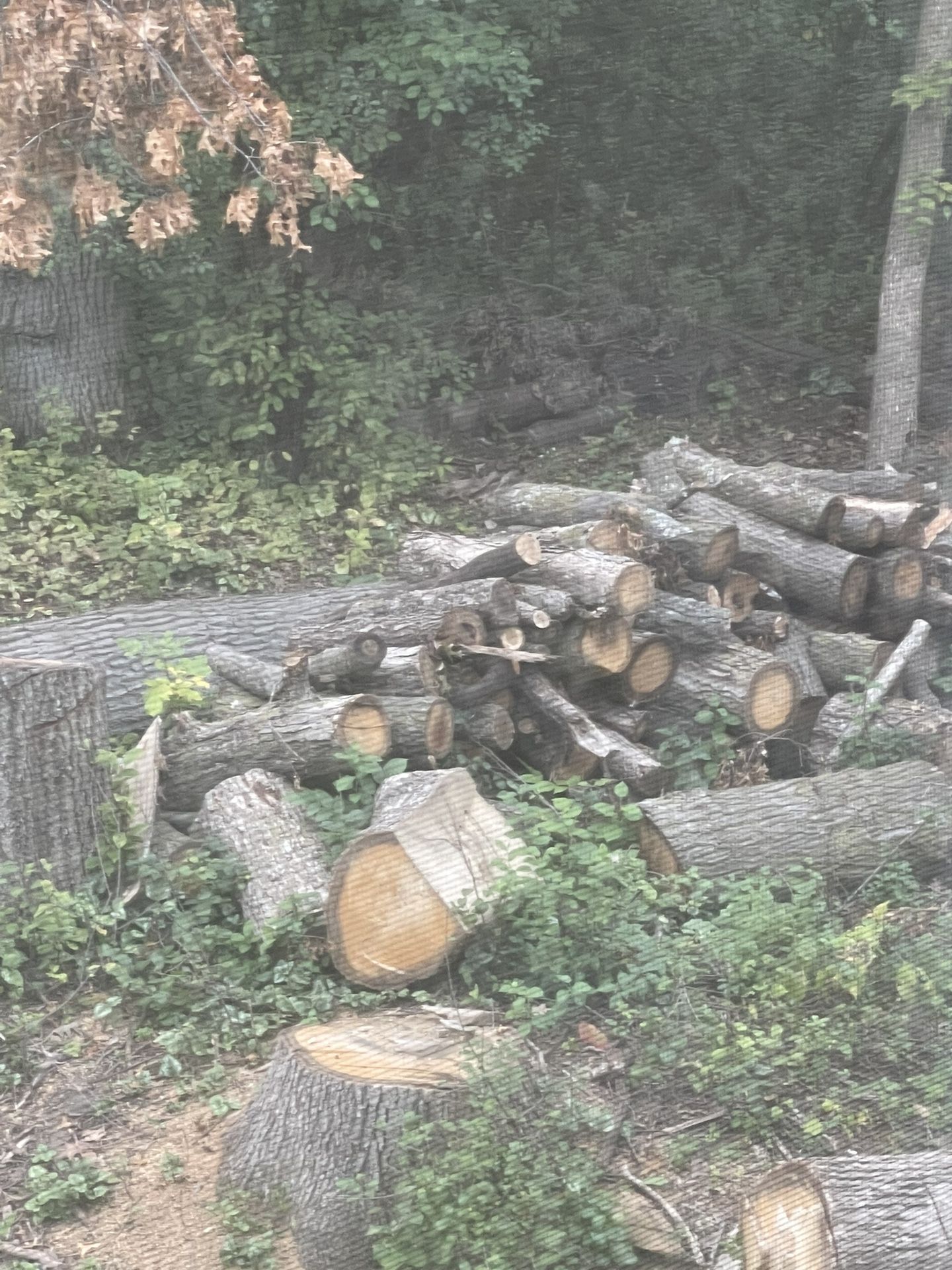 Free Wood