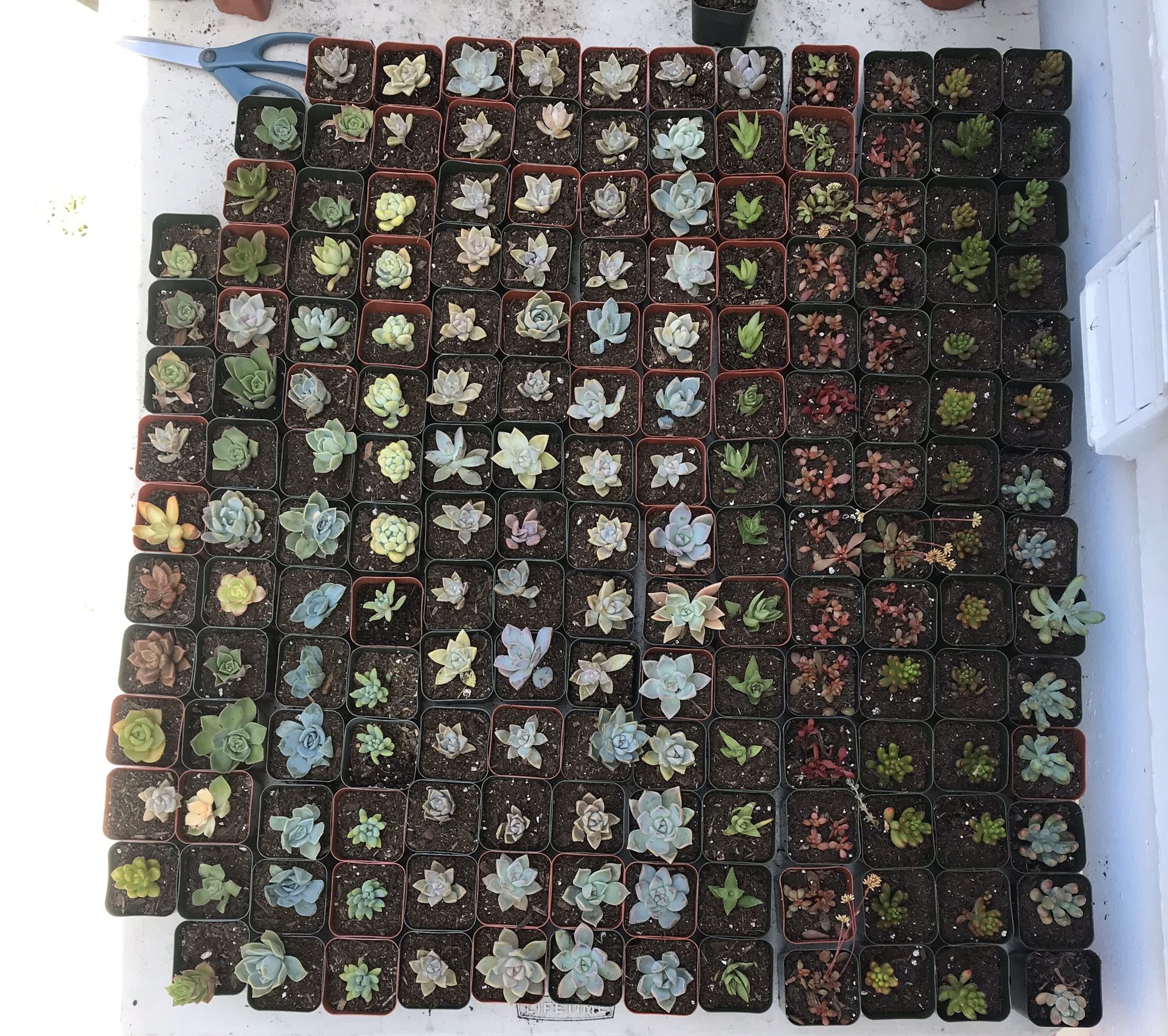 Succulents for sale