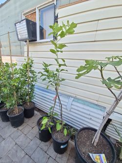 Citrus trees