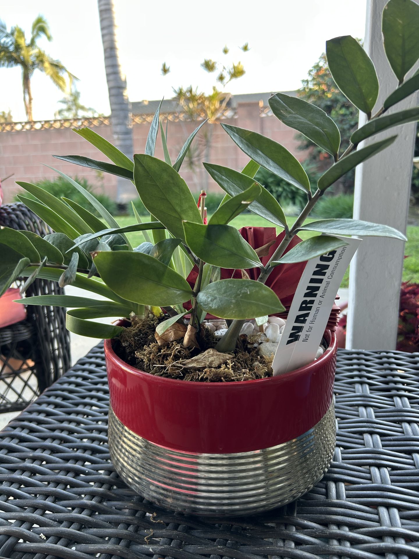 ZZ Plant in Modern Red & Gold Ceramic Pot