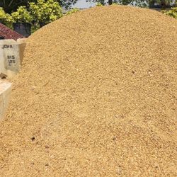 Chatahoochee Rock - Yard