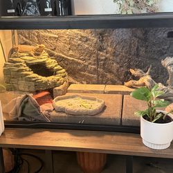 Reptile set up