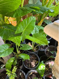 Ear elephant plants