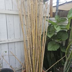 Dry Bamboo Bundle 
