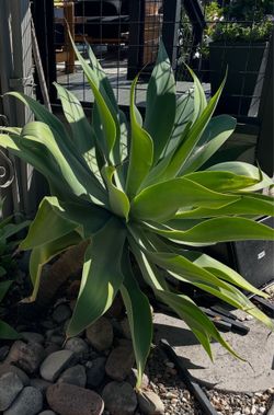 3 Extra Large Agave Plants