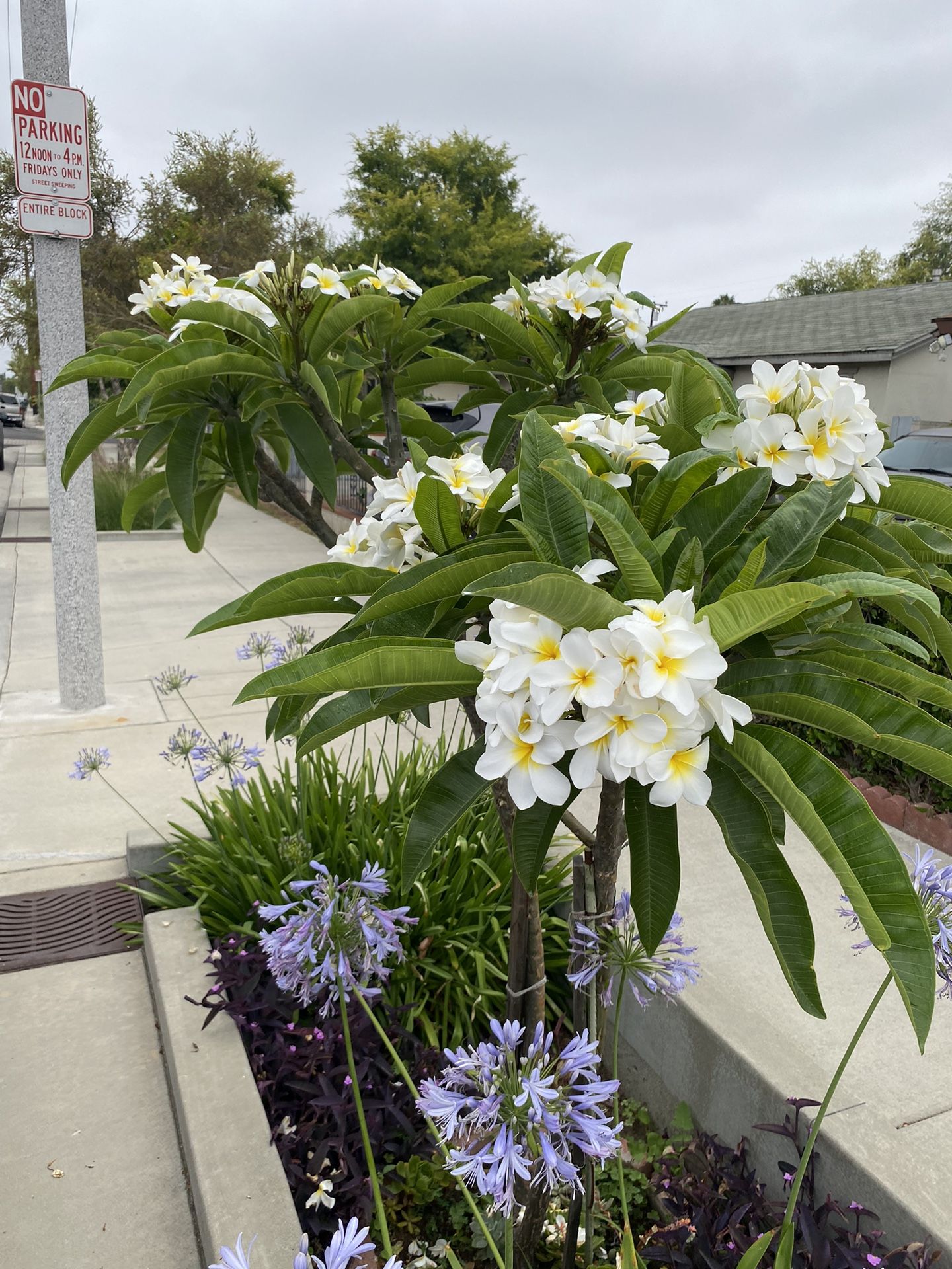 Plumerias/plants Cactus Sale