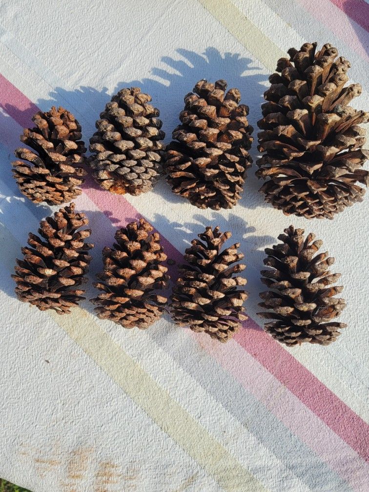 Pine Cones