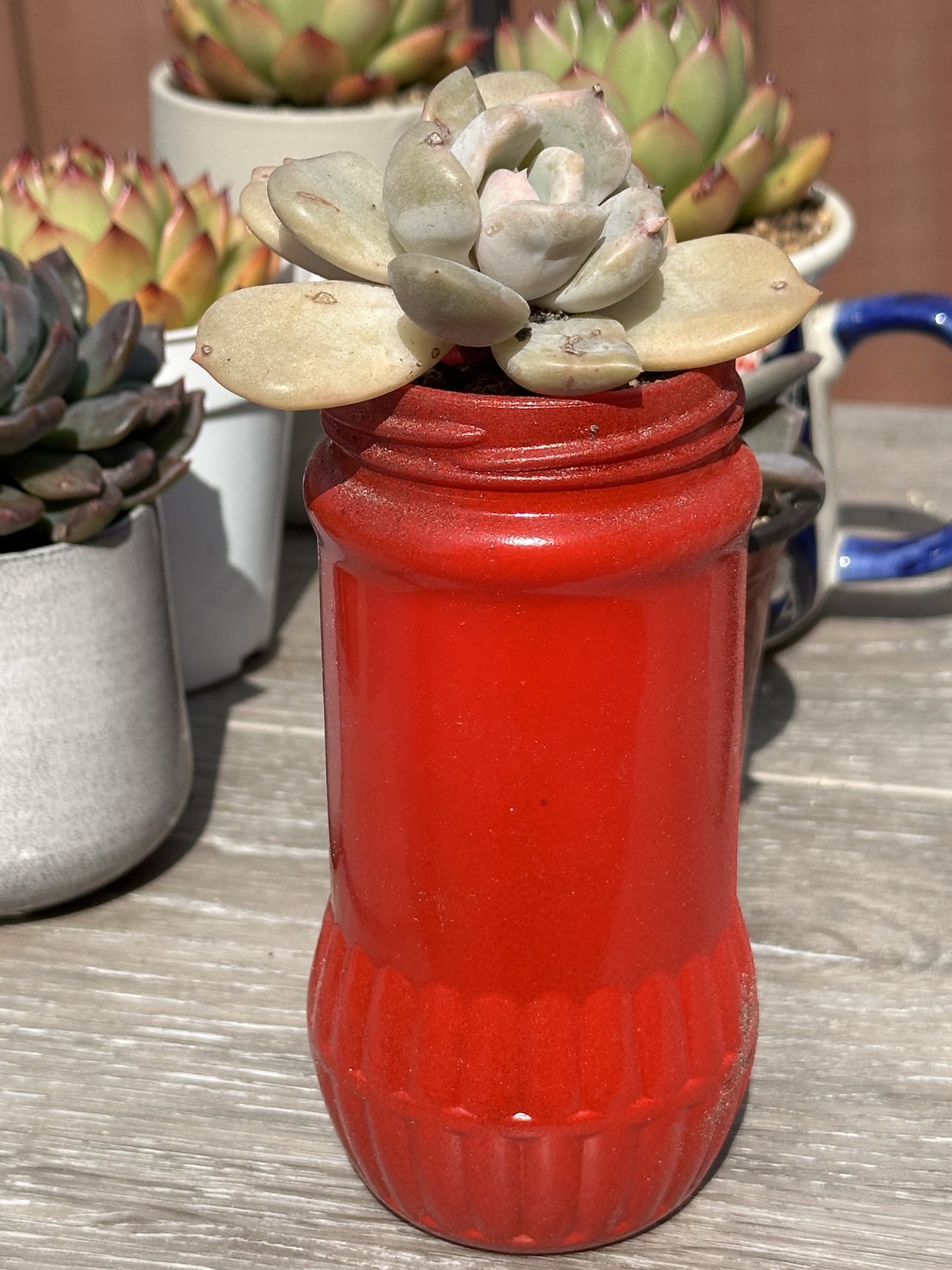 Rare succulent in glass red pot