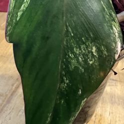 One Leaf Strawberry Shake Plant Cutting