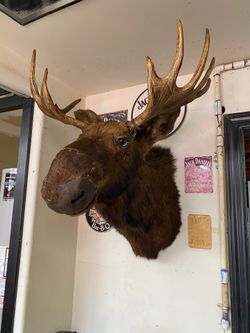 Moose 🫎 Head