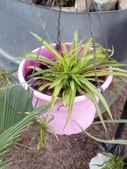 Spider Plant 🌿 Full & Lush • Easy Care • Pet Safe
Planta Cinta 🌿 Frondosa • Fácil • Segura Mascota