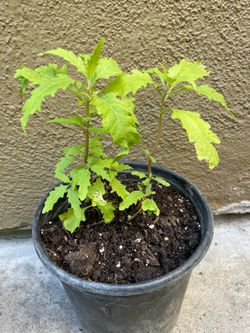 Epazote organico