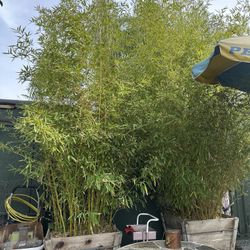 Bamboo Plant 30” Box 