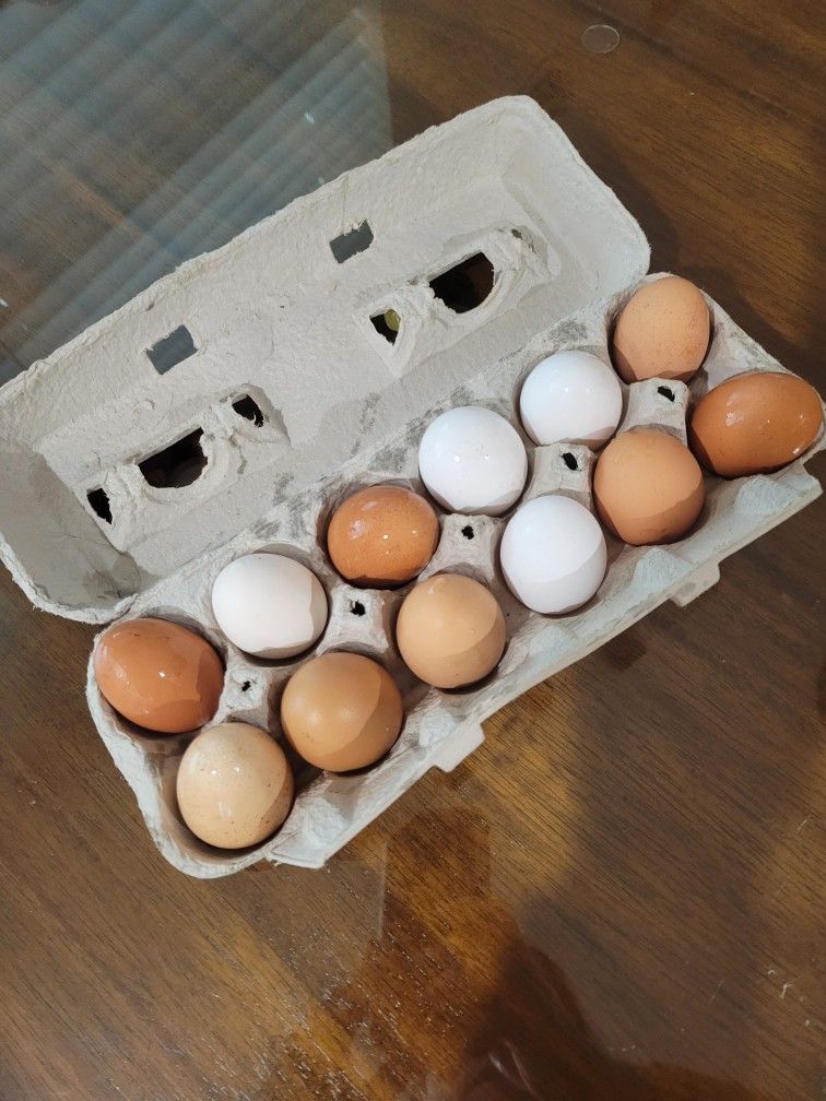 Chicken Eggs