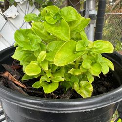 Live Spinach Plants For Cooking