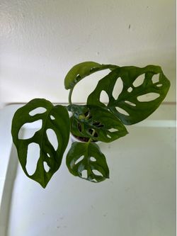 Monstera Adansonii