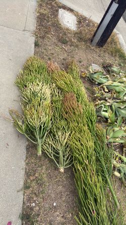 Free Succulents!