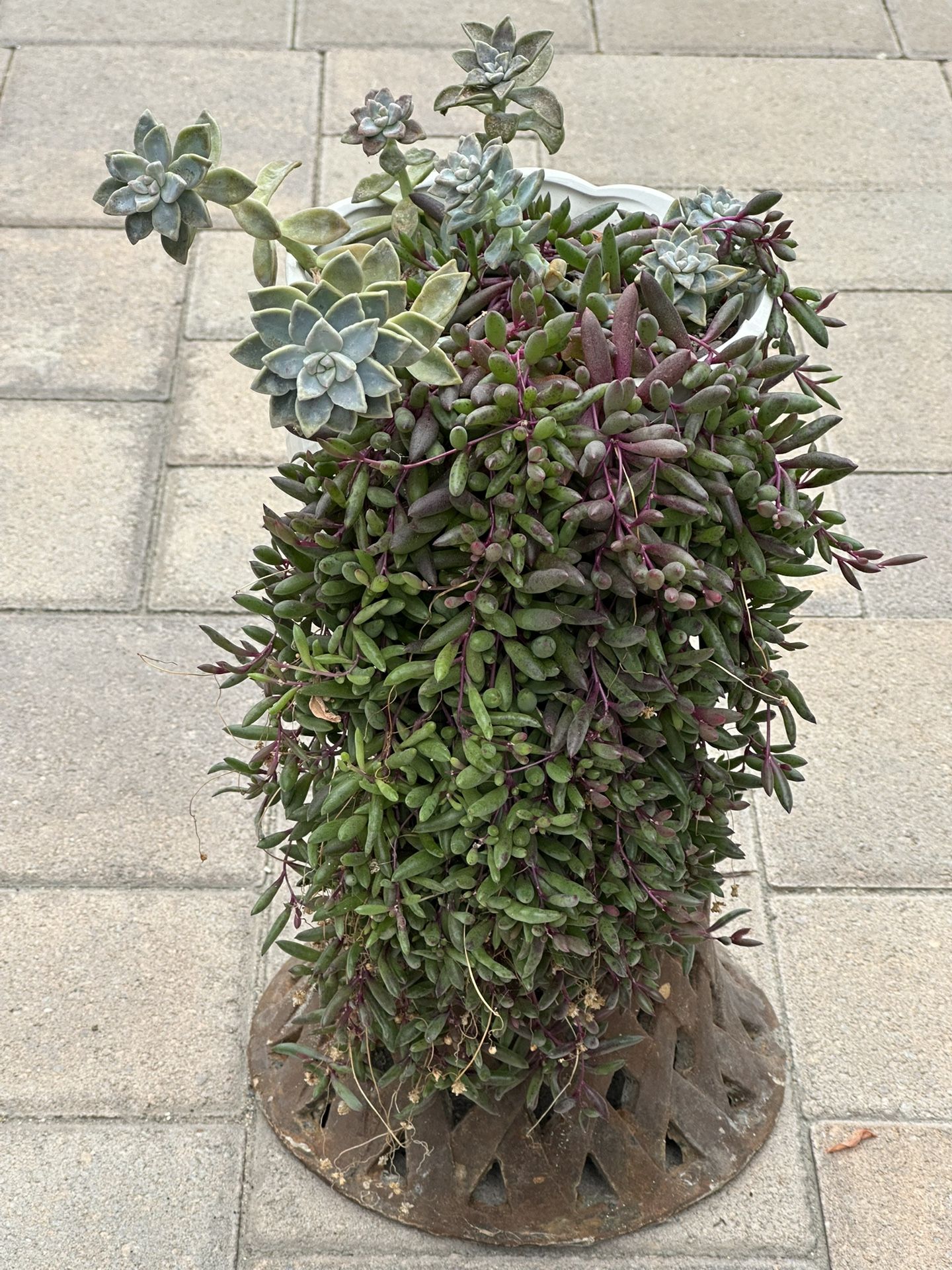 Succulent Plants 
