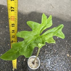 Specialty***Well rooted Alocasia Jacklyn, exact plant; 95820
