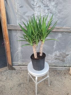 Yucca Plant 10" Nursery Pot
