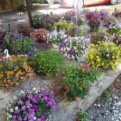 Large Hanging Baskets. 