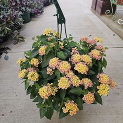 Confetti Lantana Beautiful And Healthy HANGING BASKETS PLANTS ARRIVED. $15 each