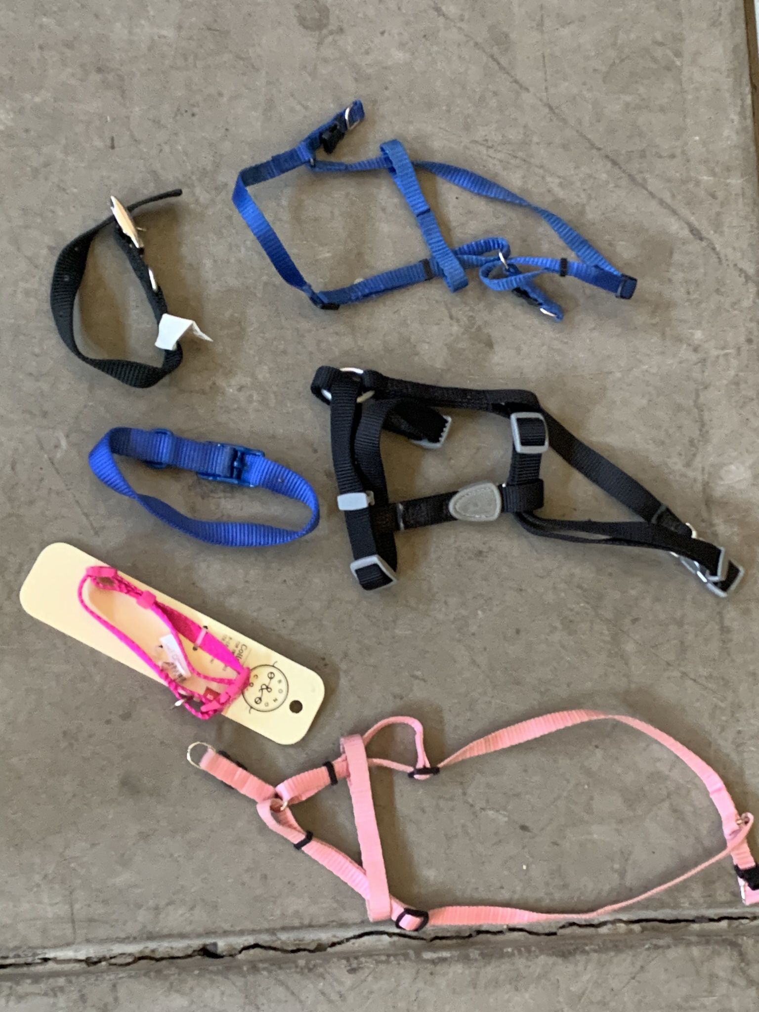 Dog Harnesses and Collars.