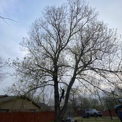 GOOD PRICES ON TREE 🌲