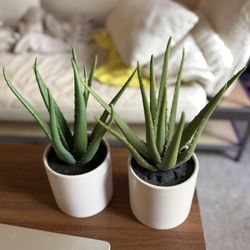Fake Aloe Plant