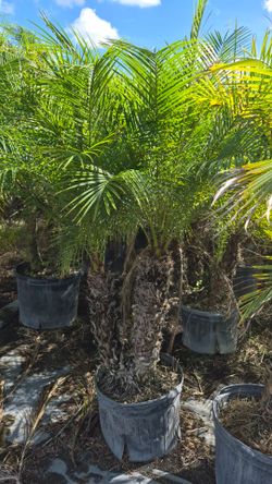 Robollinis Palms 4-5 feet Tall