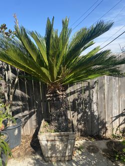 Sego Palm - 24 in Box