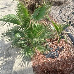 Palm Plants