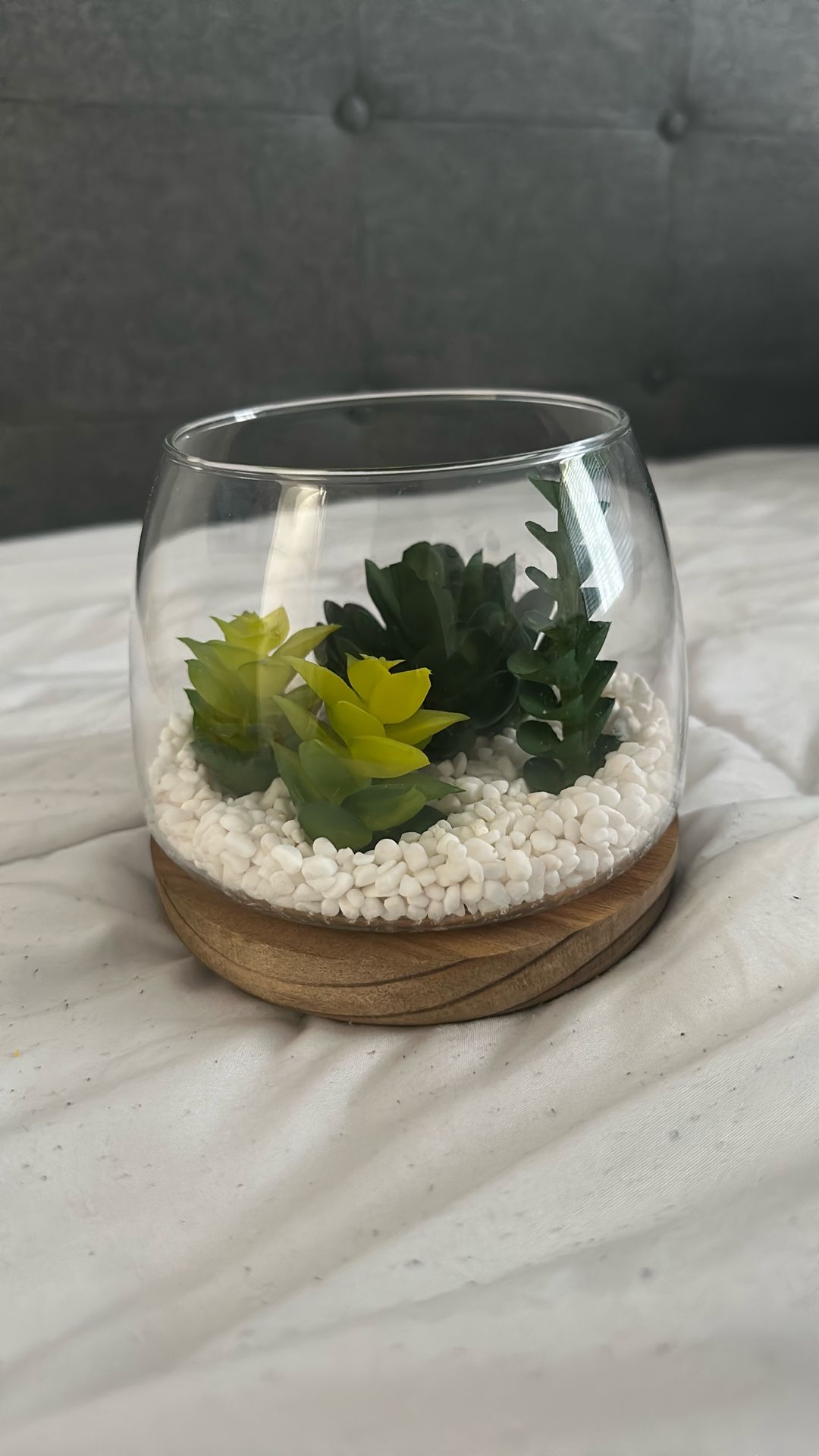 Succulent Decor