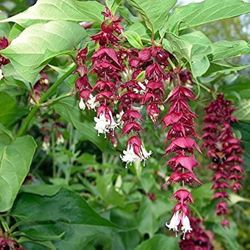 Himalayan Honeysuckle Perennial Plants 