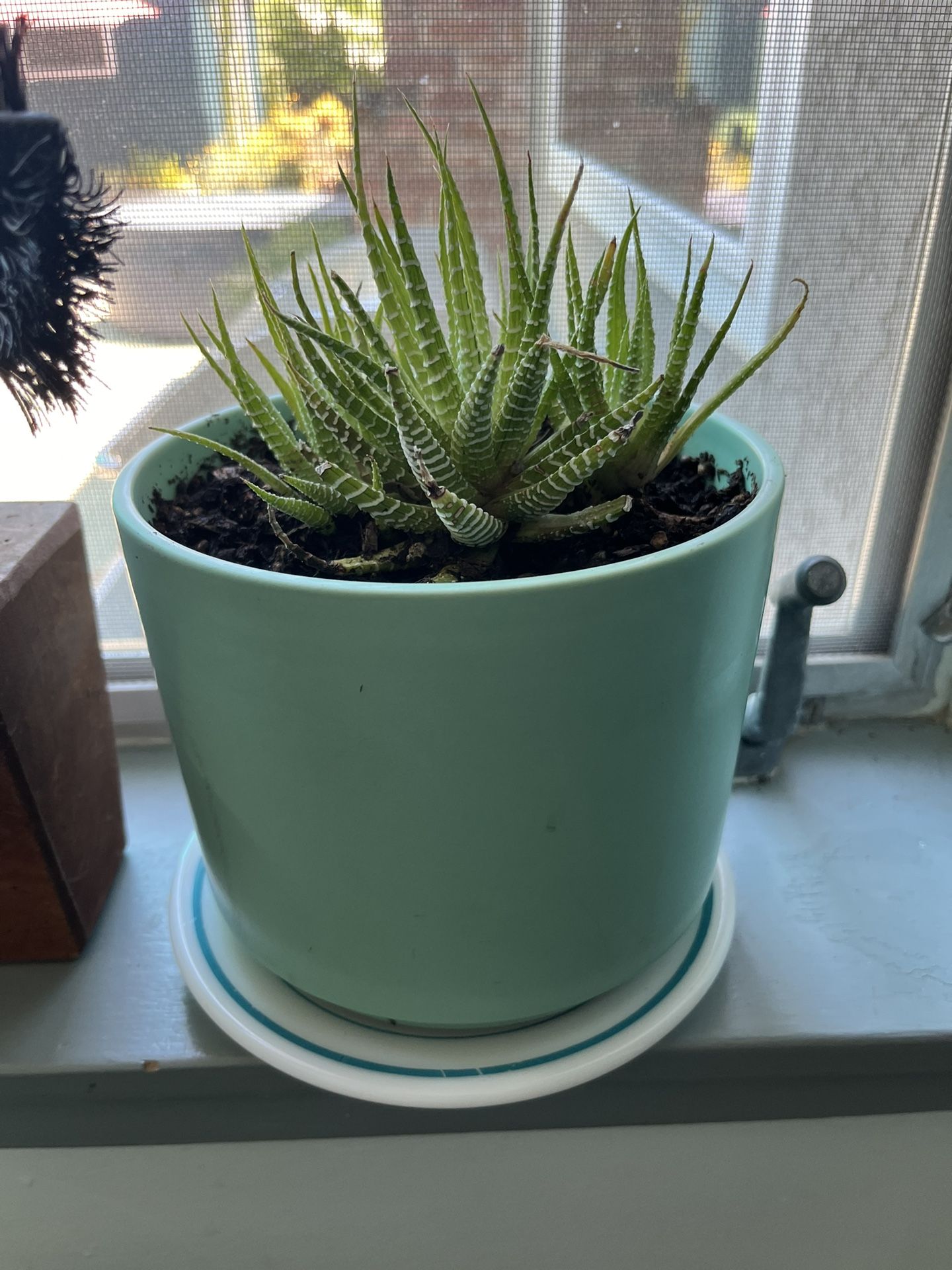 Zebra Plant