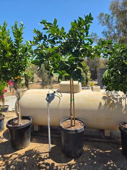 $250 Mature Bearss Lime tree🍋‍🟩
