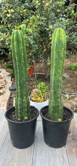 San Pedro Cactus