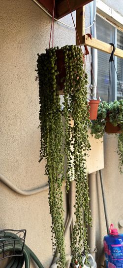 String of pearls