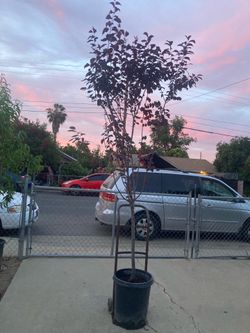 Prunus plum Shade tree